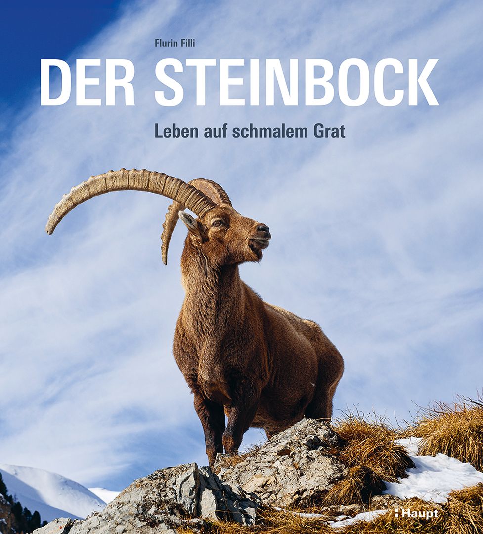 von Flurin Filli: Der Steinbock -Natur   